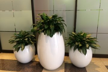 Tropical Plants Tropical Plants