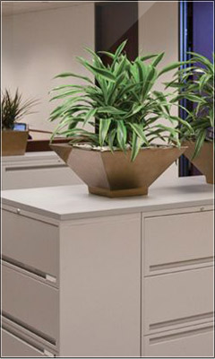 Plant Fatcs Plant Fatcs
