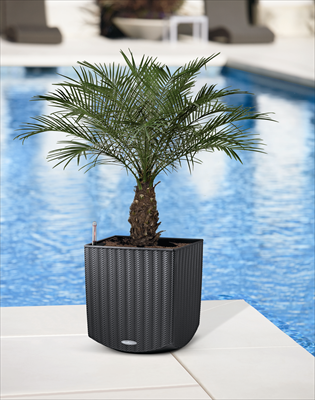 Lechuza Plant Containers