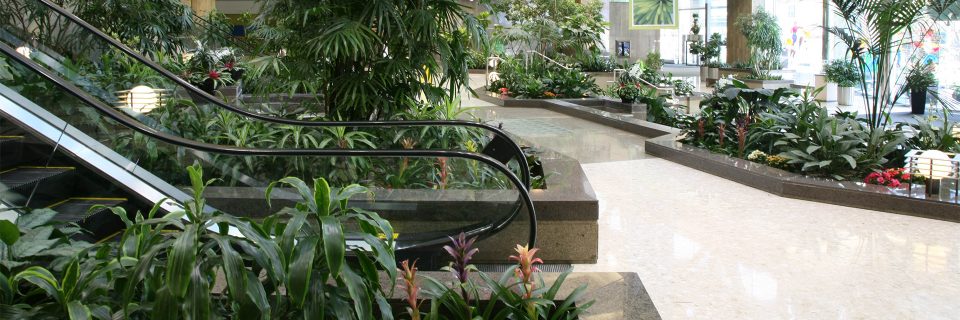 Count On Our 100% Guarantee Maintenance Program
All of your interior plants will be regularly 
maintained and healthy